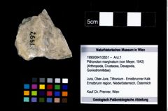 Foto (Objekt + Etikett) von Pithonoton marginatum (von Meyer, 1842)  (NHMW-GEO-1990-0041-2651)